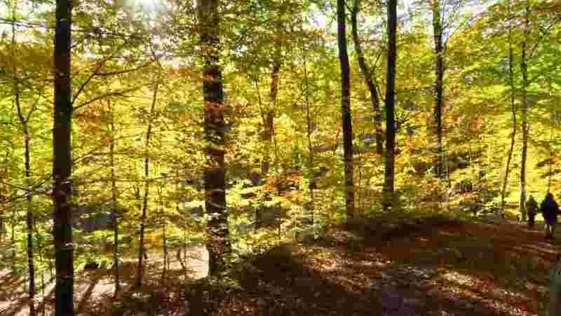 herbst